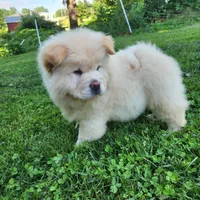 Latte, a male Chow Chow for sale in Potosi, MO – 2 of 7