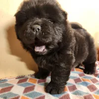 Toffee, a male Chow Chow for sale in Potosi, MO – 2 of 5