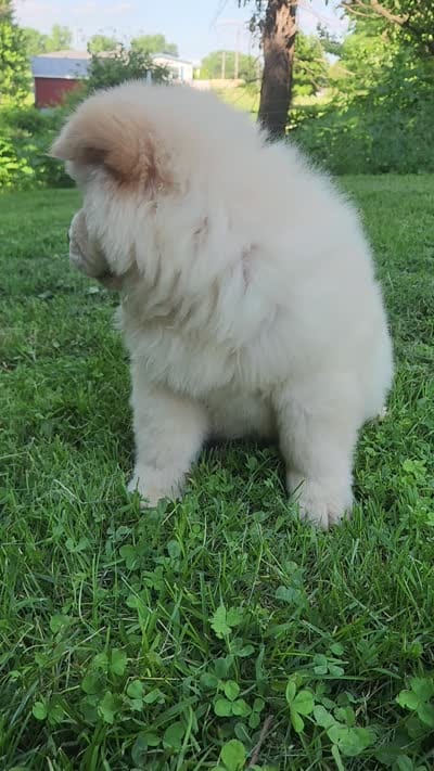 Latte, a male Chow Chow for sale in Potosi, MO – 7 of 7