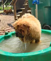 Bowie AKC Champion lines, a male Chow Chow for sale in Potosi, MO – 7 of 7