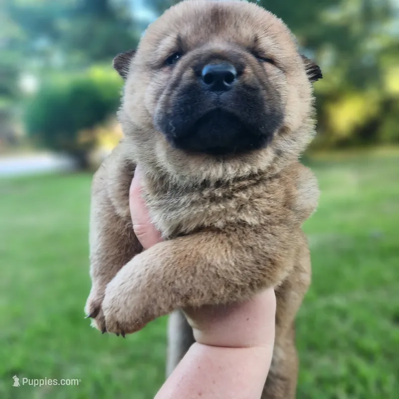 Ruby Smooth Coated AKC – Chow Chow puppy for sale in Potosi, MO