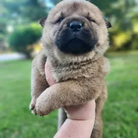Ruby Smooth Coated AKC, a female Chow Chow for sale in Potosi, MO – 1 of 5