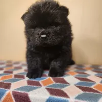 Sam, a male Chow Chow for sale in Old Mines, MO – Photo 4 of 10