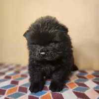 Sam, a male Chow Chow for sale in Old Mines, MO – Photo 1 of 10