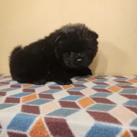 Sam, a male Chow Chow for sale in Old Mines, MO – Photo 6 of 10