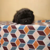 Sam, a male Chow Chow for sale in Old Mines, MO – Photo 8 of 10