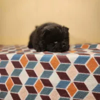 Sam, a male Chow Chow for sale in Old Mines, MO – Photo 2 of 10