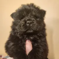 Sam, a male Chow Chow for sale in Old Mines, MO – Photo 3 of 10