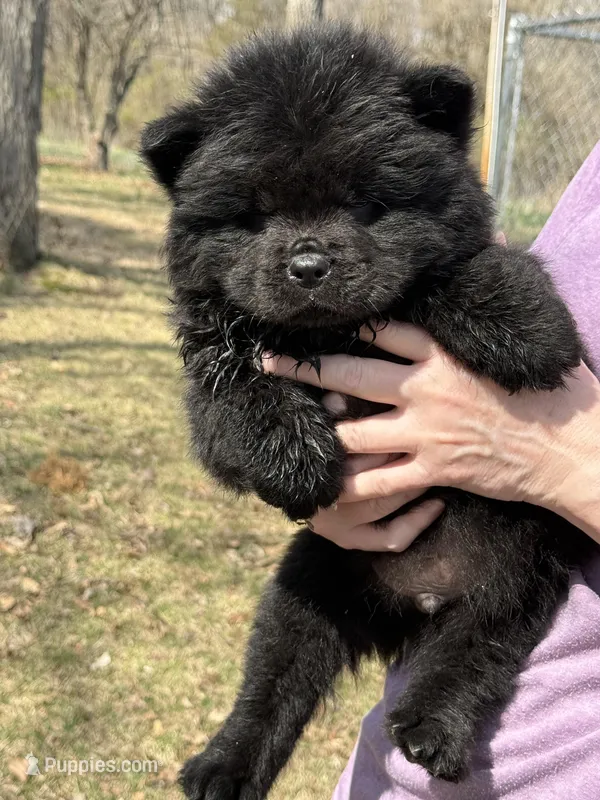 Sam – Chow Chow puppy for sale in Old Mines, MO