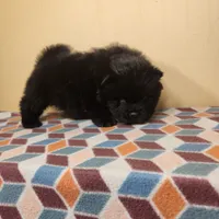 Sam, a male Chow Chow for sale in Old Mines, MO – Photo 10 of 10