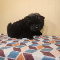Sam, a male Chow Chow for sale in Old Mines, MO – Photo 9 of 10