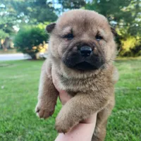 Ruby Smooth Coated AKC, a female Chow Chow for sale in Potosi, MO – 5 of 5