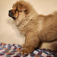 Bowie AKC Champion lines, a male Chow Chow for sale in Potosi, MO – 5 of 7