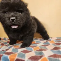 Mocha, a male Chow Chow for sale in Potosi, MO – 3 of 5