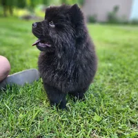 Mocha, a male Chow Chow for sale in Potosi, MO – 4 of 8