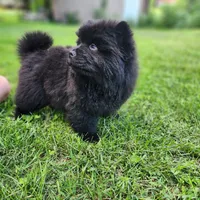 Mocha, a male Chow Chow for sale in Potosi, MO – 6 of 8