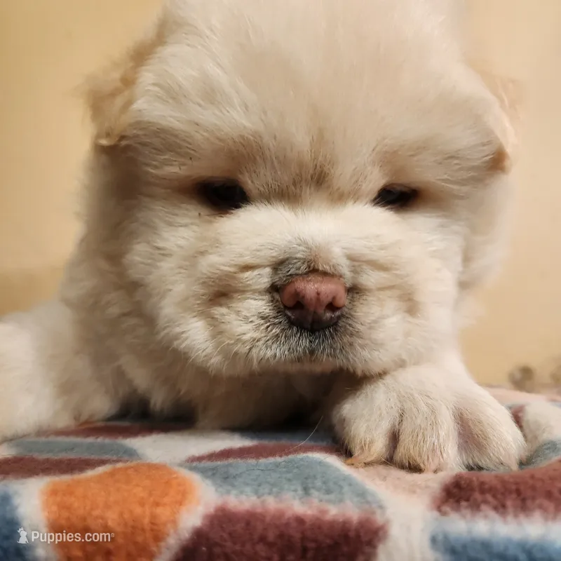 Latte – Chow Chow puppy for sale in Potosi, MO