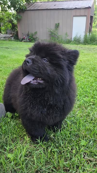 Mocha, a male Chow Chow for sale in Potosi, MO – 8 of 8
