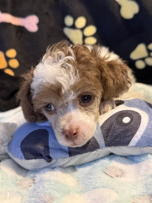 CKC Harper – Poodle - Toy  puppy for sale in Potosi, MO