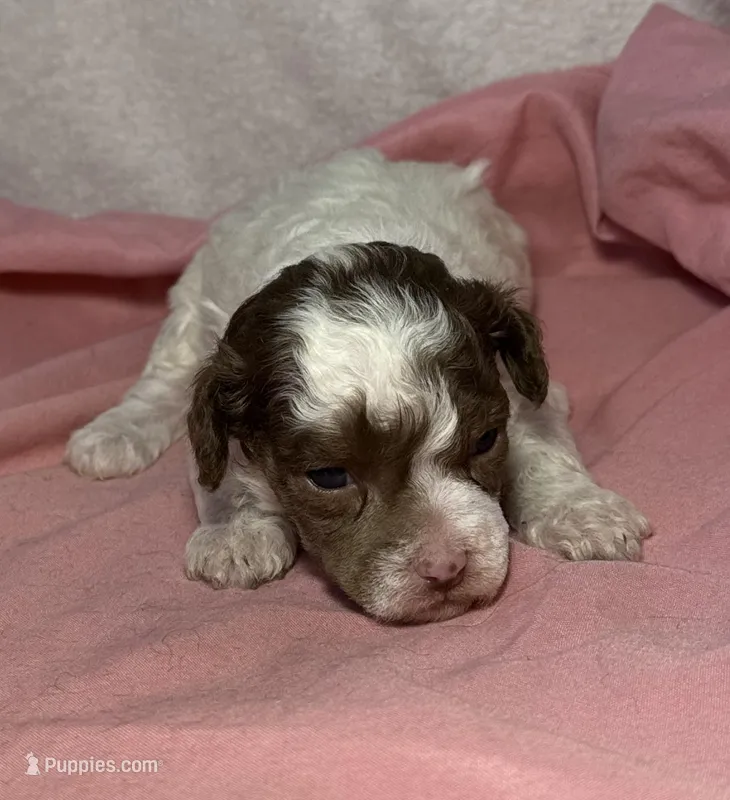 CKC Harper – Poodle - Toy  puppy for sale in Potosi, MO