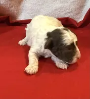 CKC Harper, a male Poodle - Toy  for sale in Old Mines, MO – Photo 3 of 5