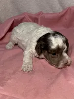 CKC Harper, a male Poodle - Toy  for sale in Potosi, MO – Photo 4 of 6