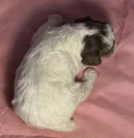 CKC Harper, a male Poodle - Toy  for sale in Potosi, MO – Photo 6 of 6