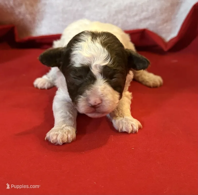 CKC Harper – Poodle - Toy  puppy for sale in Old Mines, MO