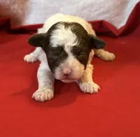 CKC Harper, a male Poodle - Toy  for sale in Old Mines, MO – Photo 1 of 5