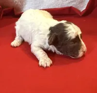 CKC Harper, a male Poodle - Toy  for sale in Old Mines, MO – Photo 2 of 5