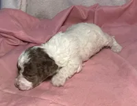 CKC Harper, a male Poodle - Toy  for sale in Potosi, MO – Photo 3 of 6