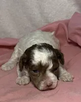 CKC Harper, a male Poodle - Toy  for sale in Potosi, MO – Photo 2 of 6