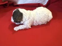 CKC Harper, a male Poodle - Toy  for sale in Old Mines, MO – Photo 5 of 5