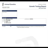 Ben, a male Chow Chow for sale in Old Mines, MO – Photo 6 of 8