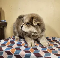 Ben, a male Chow Chow for sale in Old Mines, MO – Photo 5 of 8