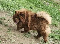 Ben, a male Chow Chow for sale in Old Mines, MO – Photo 7 of 8