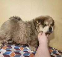 Ben, a male Chow Chow for sale in Old Mines, MO – Photo 4 of 8
