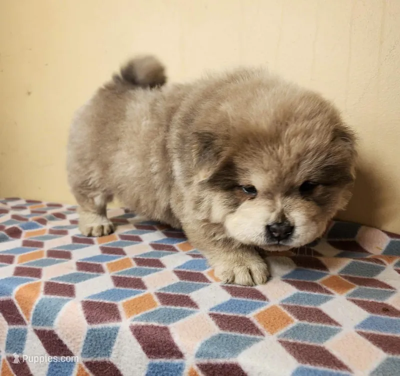 Ben – Chow Chow puppy for sale in Old Mines, MO
