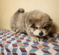 Ben, a male Chow Chow for sale in Old Mines, MO – Photo 1 of 8