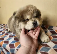 Ben, a male Chow Chow for sale in Old Mines, MO – Photo 2 of 8