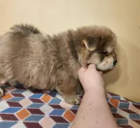 Ben, a male Chow Chow for sale in Old Mines, MO – Photo 3 of 8