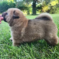 Ruby Smooth Coated AKC, a female Chow Chow for sale in Potosi, MO – 2 of 5