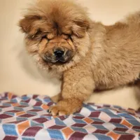 Bowie AKC Champion lines, a male Chow Chow for sale in Potosi, MO – 4 of 7
