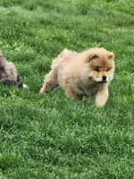 King, a male Chow Chow for sale in Potosi, MO – 2 of 4