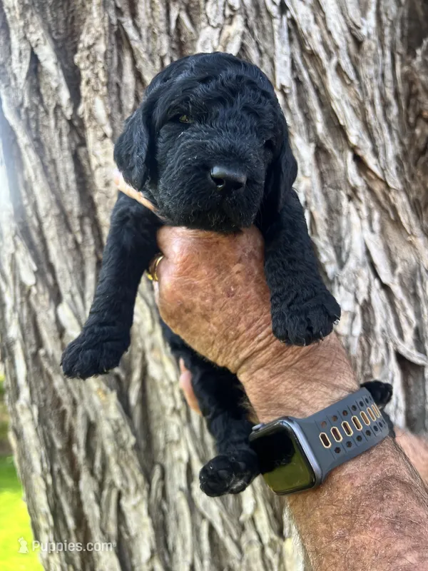 Cricket – Poodle - Standard  puppy for sale in Amarillo, TX
