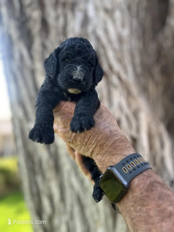 Bashful – Poodle - Standard  puppy for sale in Amarillo, TX