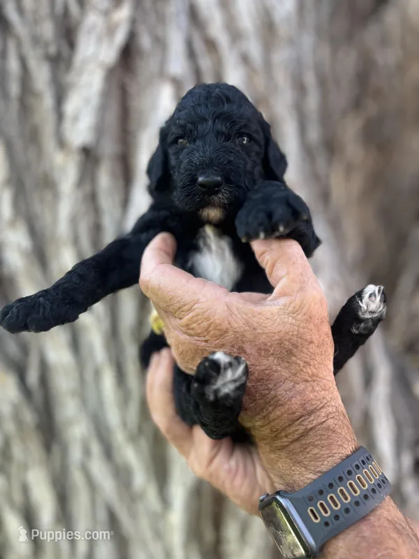 Doc – Poodle - Standard  puppy for sale in Amarillo, TX