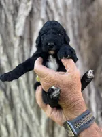 Doc, a male Poodle - Standard  for sale in Amarillo, TX – 1 of 1