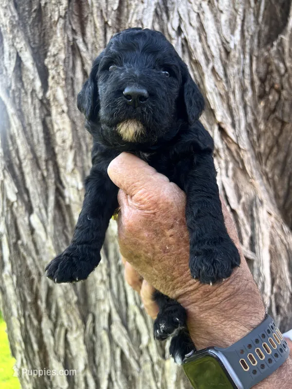 Dopey – Poodle - Standard  puppy for sale in Amarillo, TX