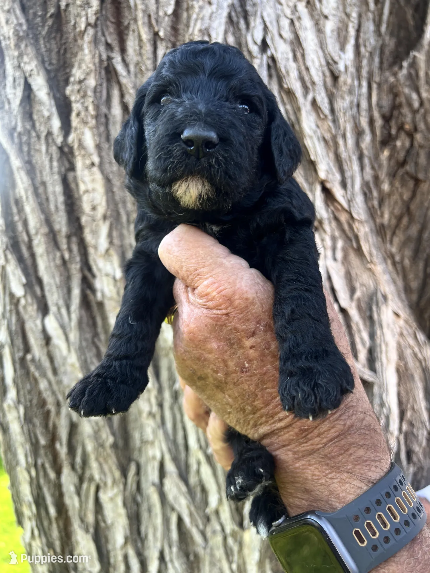 Dopey – Poodle - Standard Puppy for Sale in Amarillo, TX | Puppies.com